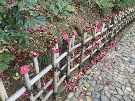 カキツバタ一輪と、見頃の花々（４月２１日）