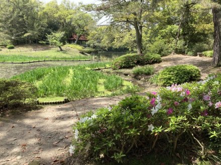 カキツバタ一輪と、見頃の花々（４月２１日）