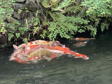 コイの産卵と、見頃の花々（４月２４日）