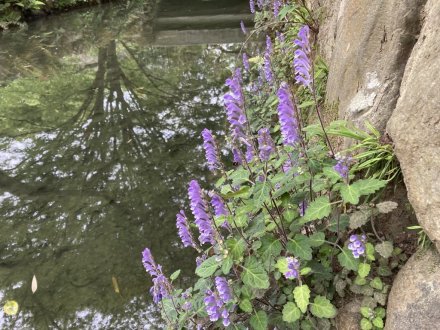 コイの産卵と、見頃の花々（４月２４日）