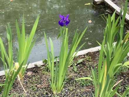 コイの産卵と、見頃の花々（４月２４日）