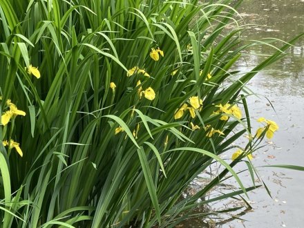 コイの産卵と、見頃の花々（４月２４日）