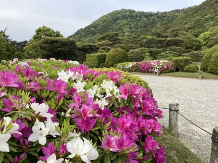 コイの産卵と、見頃の花々（４月２４日）