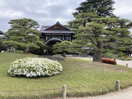 コイの産卵と、見頃の花々（４月２４日）