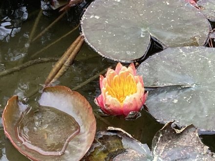 コイの産卵と、見頃の花々（４月２４日）