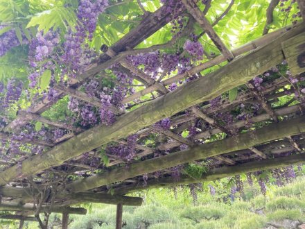 コイの産卵と、見頃の花々（４月２４日）