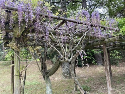 コイの産卵と、見頃の花々（４月２４日）