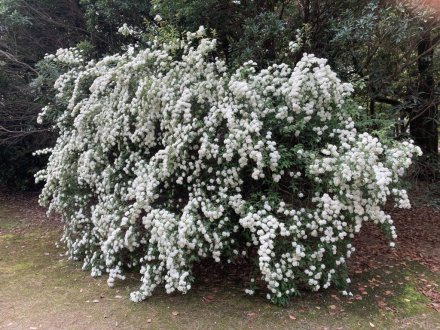 コイの産卵と、見頃の花々（４月２４日）