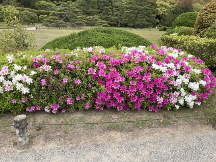 商工奨励館前のツツジと、見頃の花々（４月２５日）