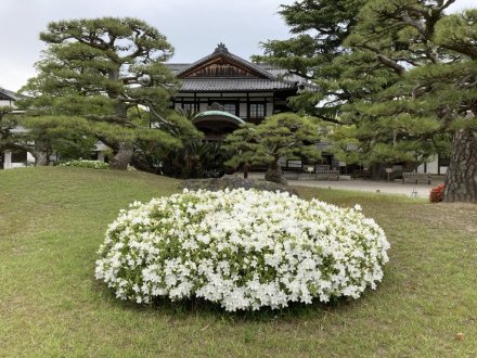 商工奨励館前のツツジと、見頃の花々（４月２５日）