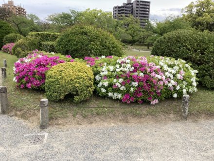 商工奨励館前のツツジと、見頃の花々（４月２５日）
