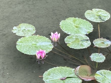 商工奨励館前のツツジと、見頃の花々（４月２５日）