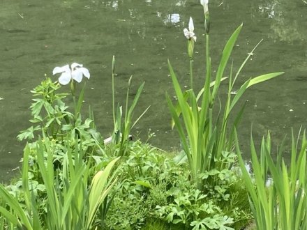 商工奨励館前のツツジと、見頃の花々（４月２５日）