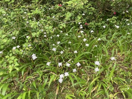 商工奨励館前のツツジと、見頃の花々（４月２５日）