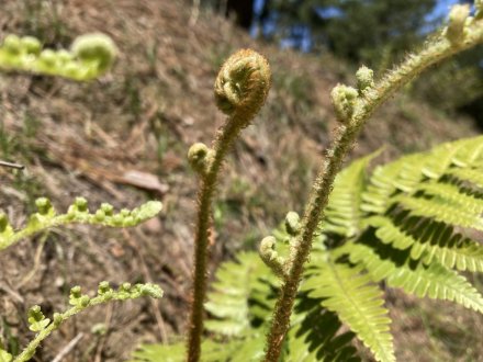 ゼンマイ、ハナミズキの様子と、見頃の花々（４月２７日）