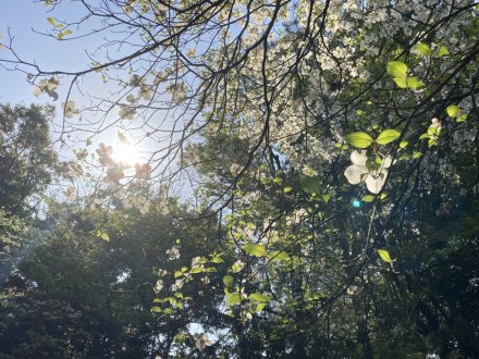 ゼンマイ、ハナミズキの様子と、見頃の花々（４月２７日）