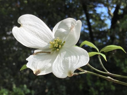 ゼンマイ、ハナミズキの様子と、見頃の花々（2023.4.27）