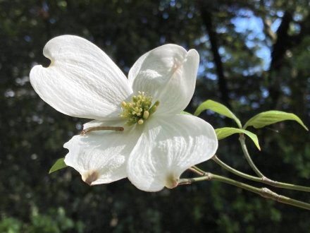 ゼンマイ、ハナミズキの様子と、見頃の花々（４月２７日）