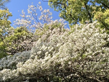 ゼンマイ、ハナミズキの様子と、見頃の花々（４月２７日）