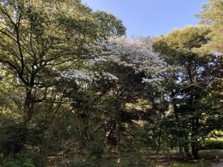 ゼンマイ、ハナミズキの様子と、見頃の花々（４月２７日）