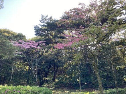 ゼンマイ、ハナミズキの様子と、見頃の花々（2023.4.27）