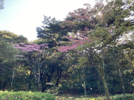 ゼンマイ、ハナミズキの様子と、見頃の花々（４月２７日）