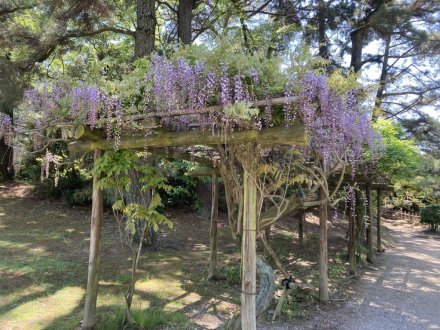 ゼンマイ、ハナミズキの様子と、見頃の花々（４月２７日）