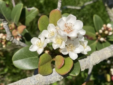 ゼンマイ、ハナミズキの様子と、見頃の花々（４月２７日）