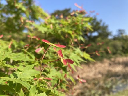 ゼンマイ、ハナミズキの様子と、見頃の花々（４月２７日）