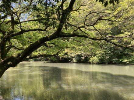 ゼンマイ、ハナミズキの様子と、見頃の花々（４月２７日）