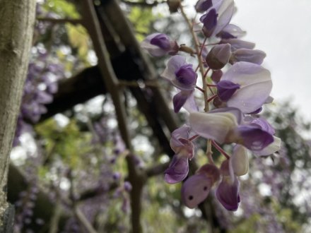 ノダフジの様子と、見頃の花々（４月３０日）