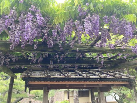 ノダフジの様子と、見頃の花々（2023.4.30）