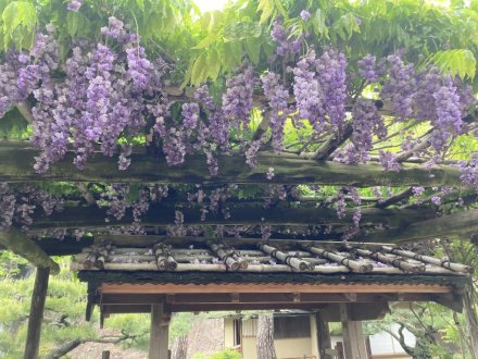 ノダフジの様子と、見頃の花々（４月３０日）