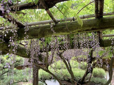 ノダフジの様子と、見頃の花々（４月３０日）