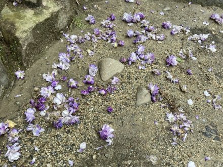ノダフジの様子と、見頃の花々（４月３０日）