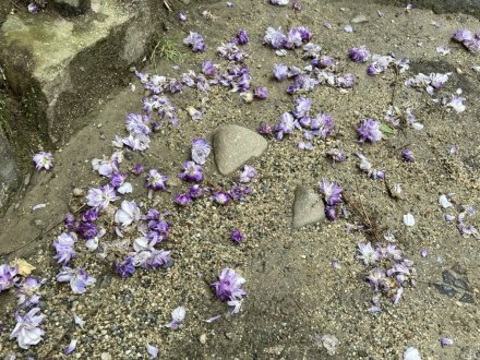 ノダフジの様子と、見頃の花々（2023.4.30）