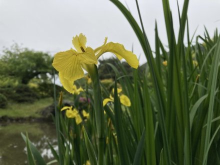 ノダフジの様子と、見頃の花々（４月３０日）