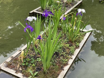 ノダフジの様子と、見頃の花々（４月３０日）