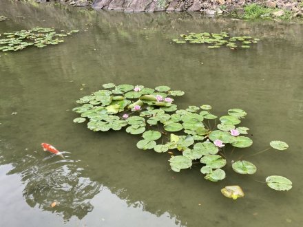 ノダフジの様子と、見頃の花々（2023.4.30）