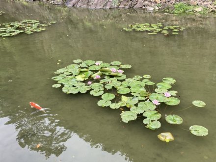 ノダフジの様子と、見頃の花々（４月３０日）