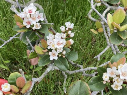 ノダフジの様子と、見頃の花々（４月３０日）