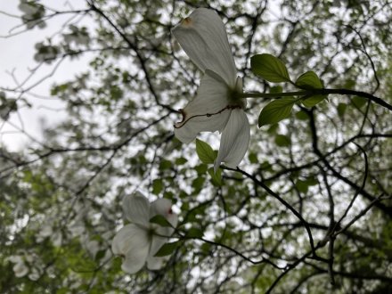 ノダフジの様子と、見頃の花々（４月３０日）