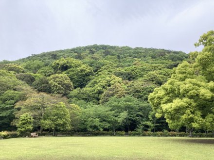 ノダフジの様子と、見頃の花々（４月３０日）