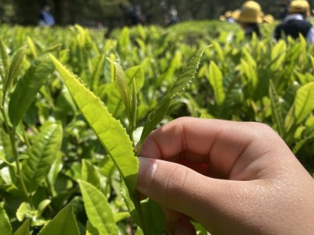 栗林小３年生の新茶摘みと、見頃の花々（５月２日）