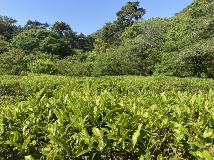 栗林小３年生の新茶摘みと、見頃の花々（５月２日）