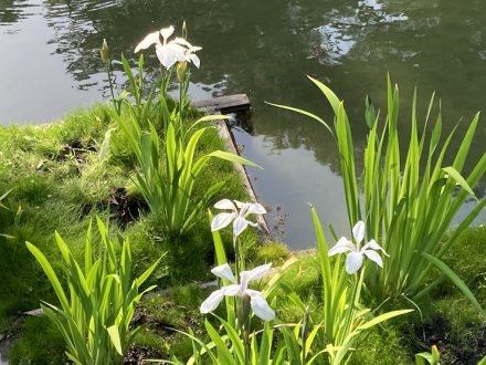 栗林小３年生の新茶摘みと、見頃の花々（５月２日）