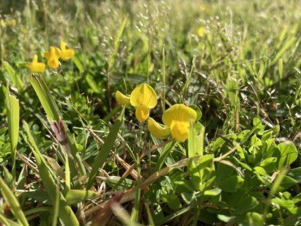 栗林小３年生の新茶摘みと、見頃の花々（５月２日）