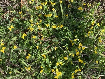 栗林小３年生の新茶摘みと、見頃の花々（５月２日）