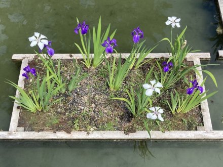 見頃の花々（５月５日）