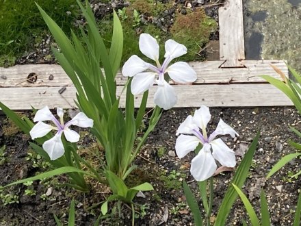 見頃の花々（５月５日）